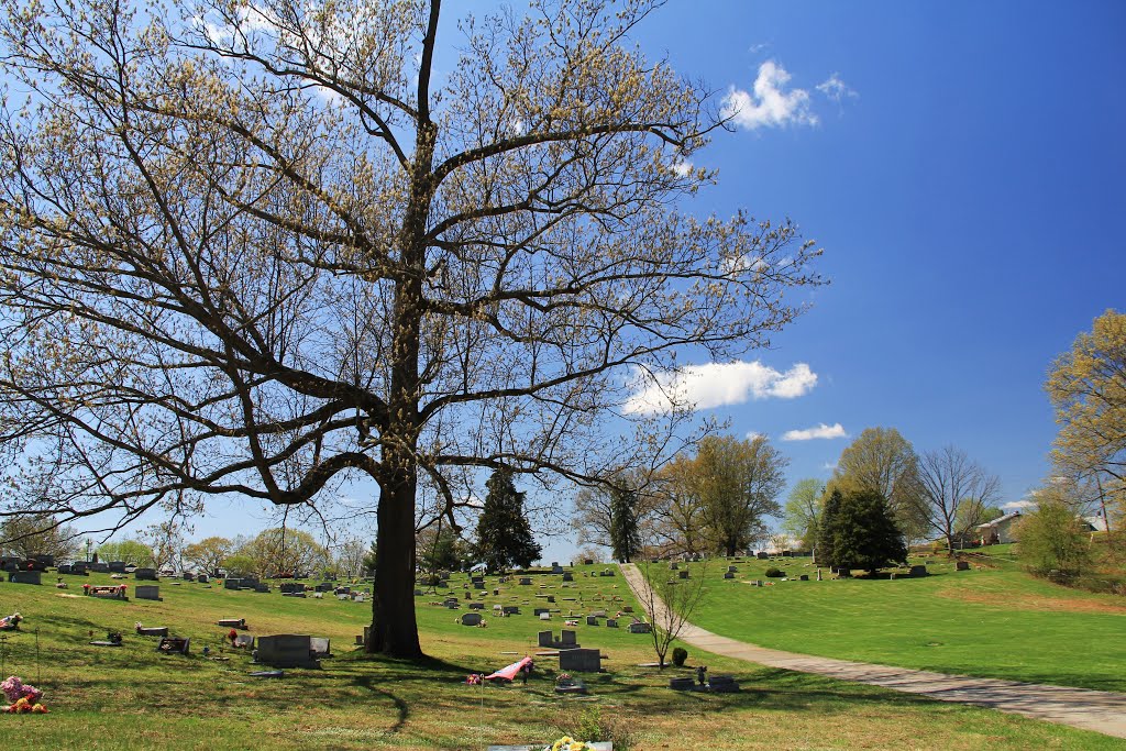 Tree at Westview Cemetery, Radford VA, Радфорд