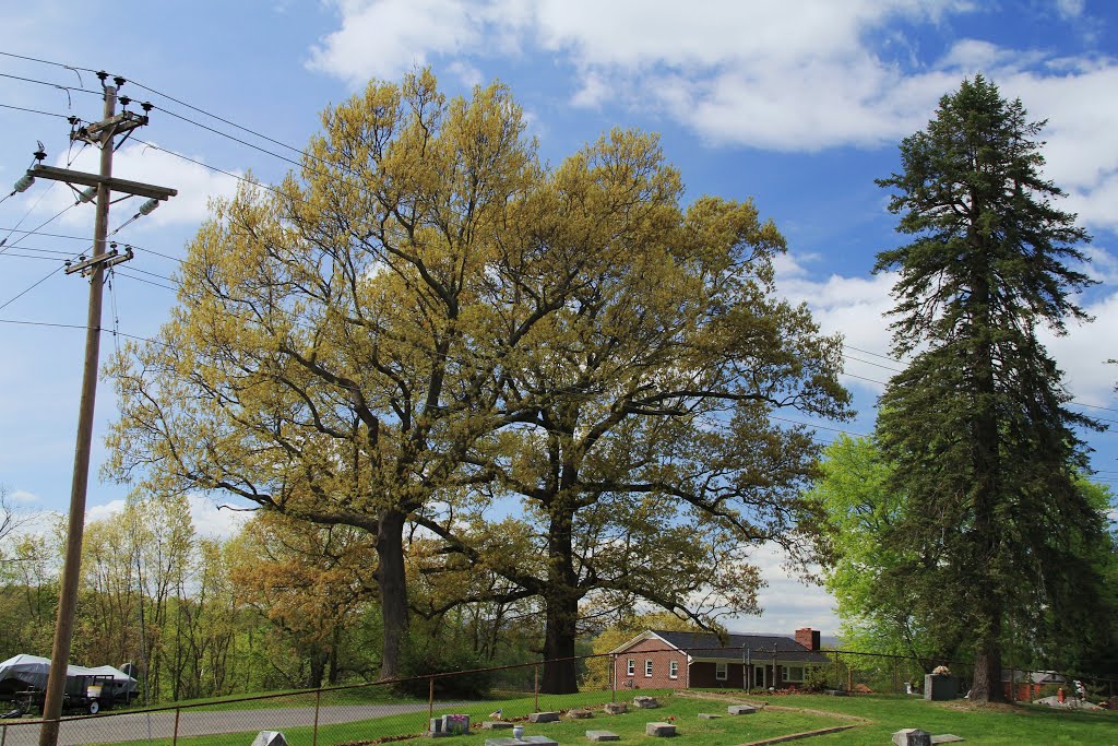 Tree at Westview Cemetery, Radford VA, Радфорд