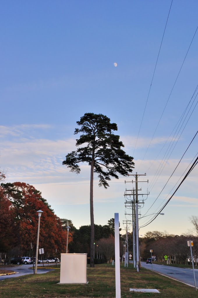 VIRGINIA: CITY OF CHESAPEAKE: Correctional Center, 400 Albemarle Drive genuine tree with telephone poles at dusk, Чесапик