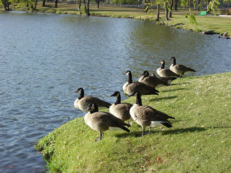 Geese, Белоит
