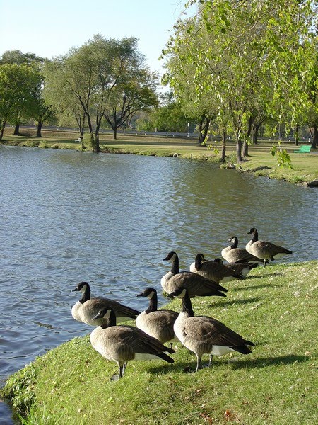 Geese on the Shore, Белоит
