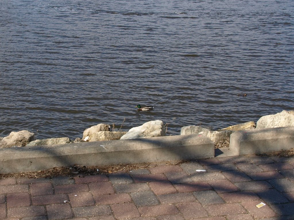 Mallard Duck, Ла-Кросс