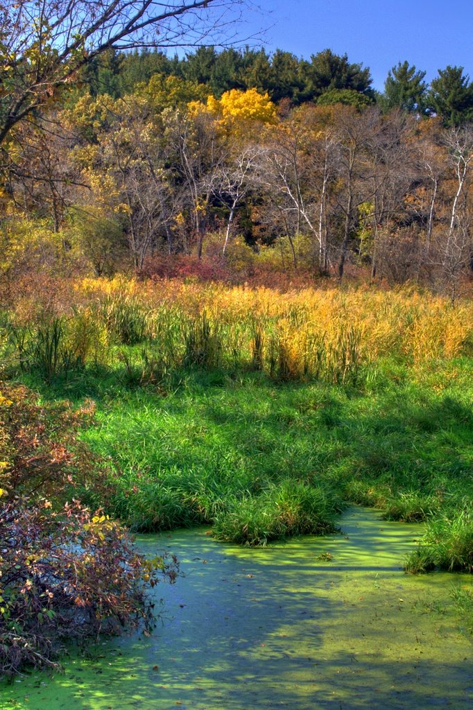 Colorful Autumn Pond along the Sugar River Bike Path,  WI, Олбани