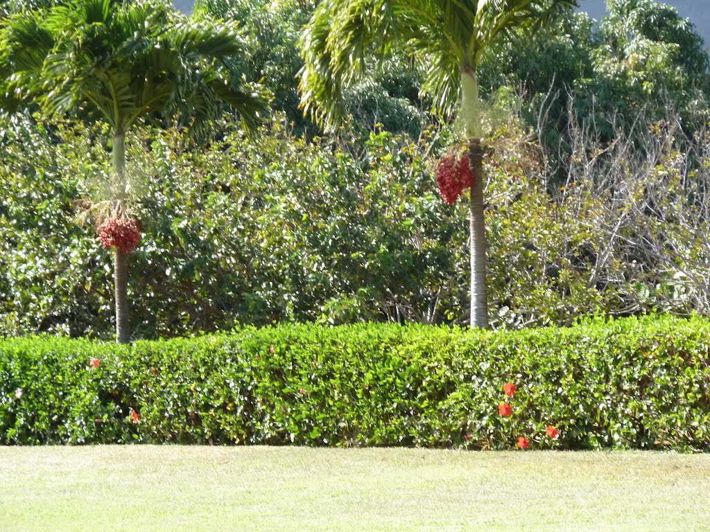 2011.0316ハワイ・ワイレアの果樹園：棗椰子（ナツメヤシ）の木, Ваикапу