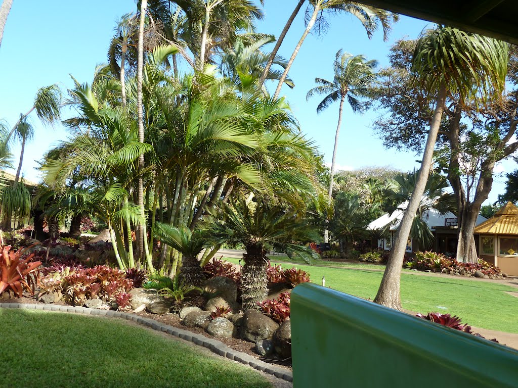 2011.0317 Maui Tropical Plantation　果樹園：南国植物の集大成, Ваикапу