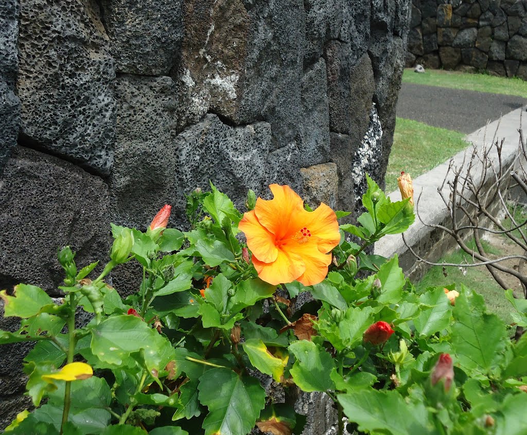 Hibiscus outside the church, Каилуа