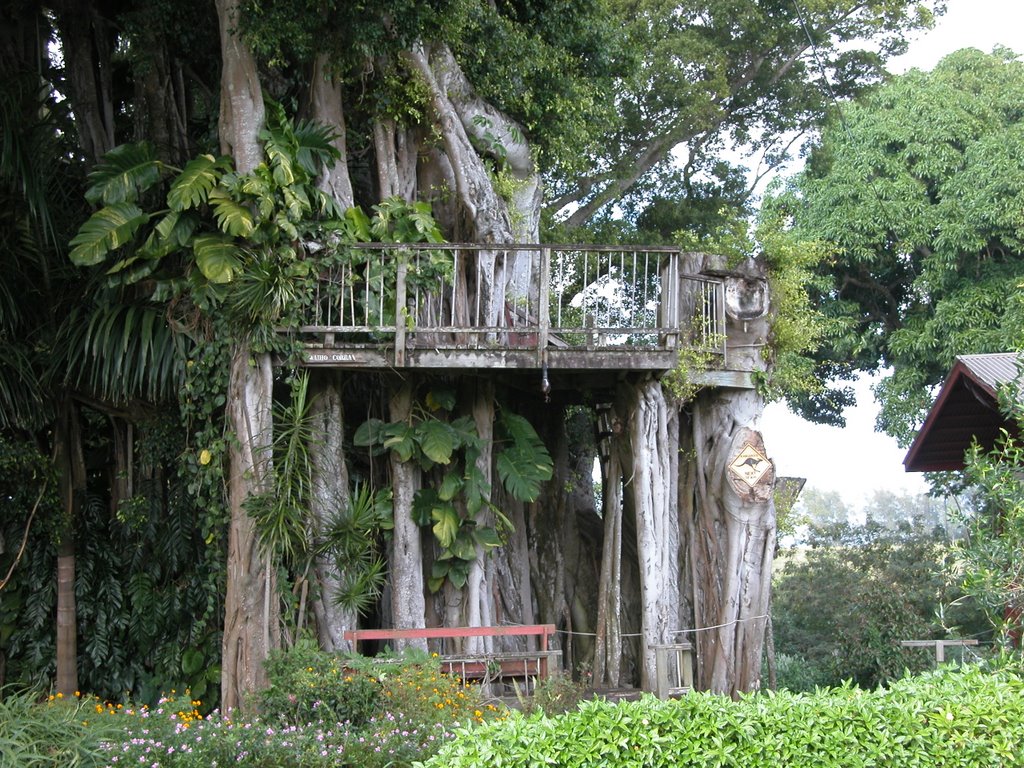 Banyan Treehouse, Капаау