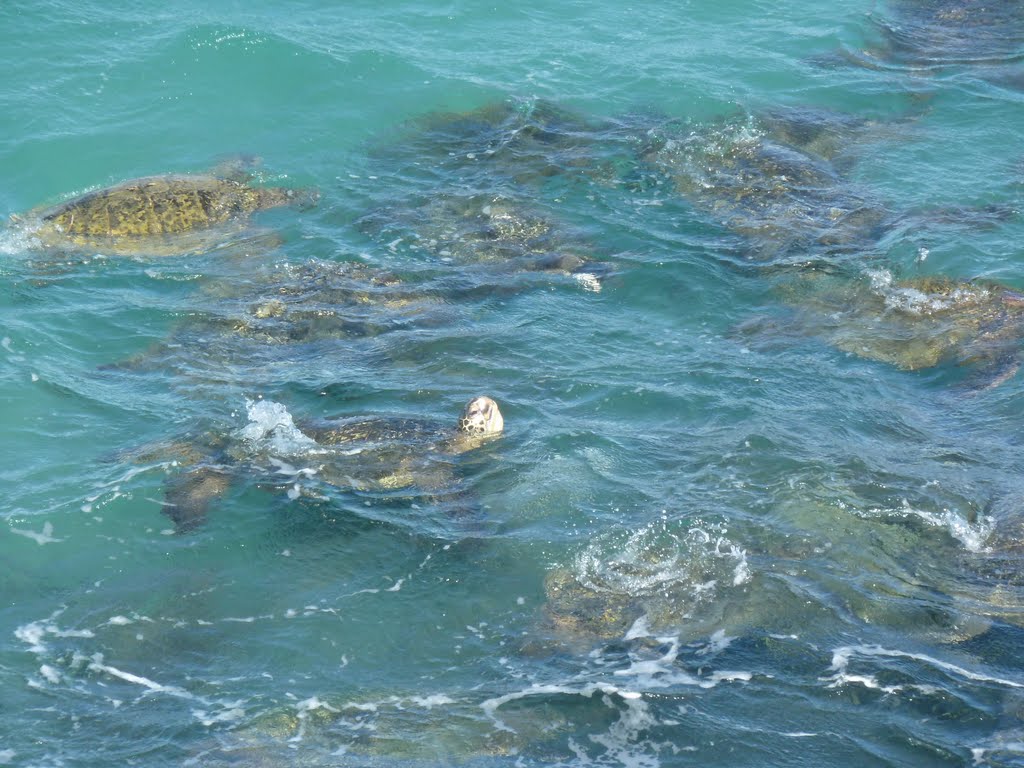 Turtles, Кахулуи