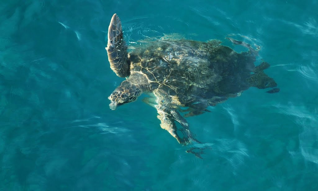 Sea Turtle off Maui Coast, Кихей
