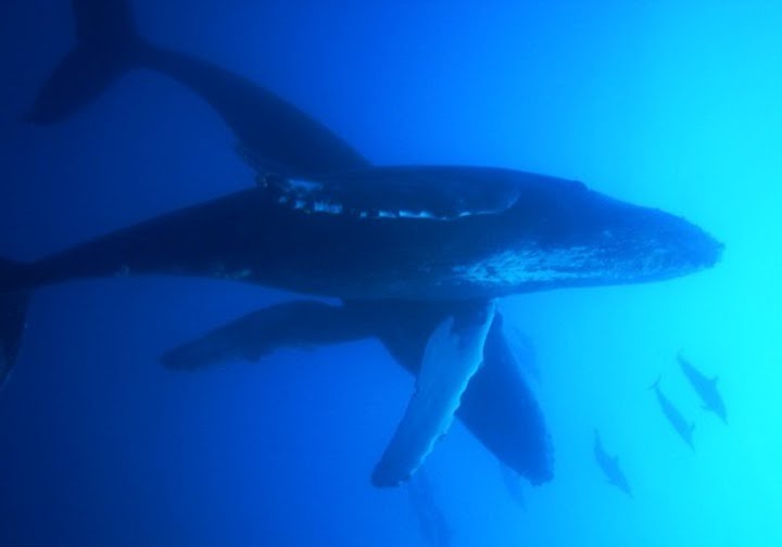 Diving with Whales in Hawaii - www.thescubadivingdirectory.com, Кихей