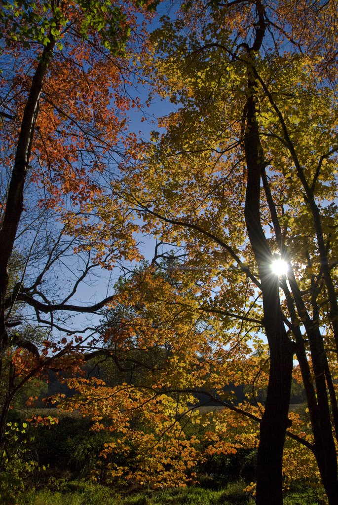 Sun through fall leaves, Талливилл