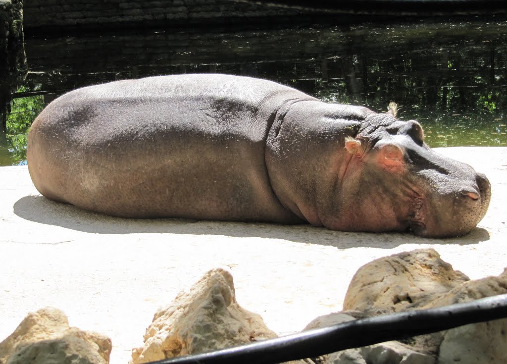 Hippotamus napping, Аттапулгус