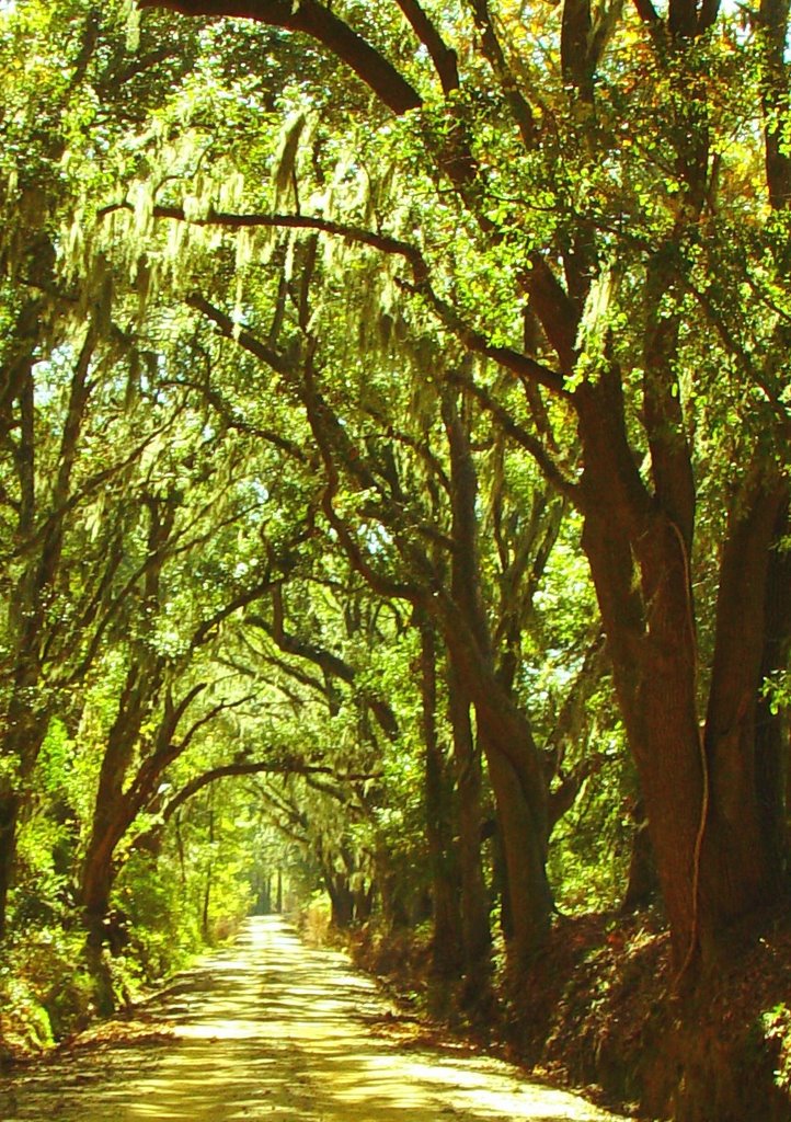 old plantation road, Greenville-Quitman road, Ashville, Florida (11-19-2006), Аттапулгус