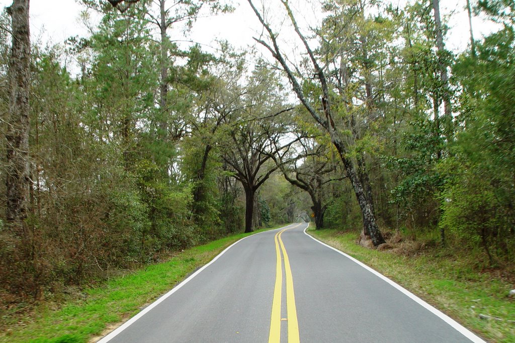 Canopy road, Old Micoosukee road, near Peck, Leon County Fla (3-15-2008), Аттапулгус