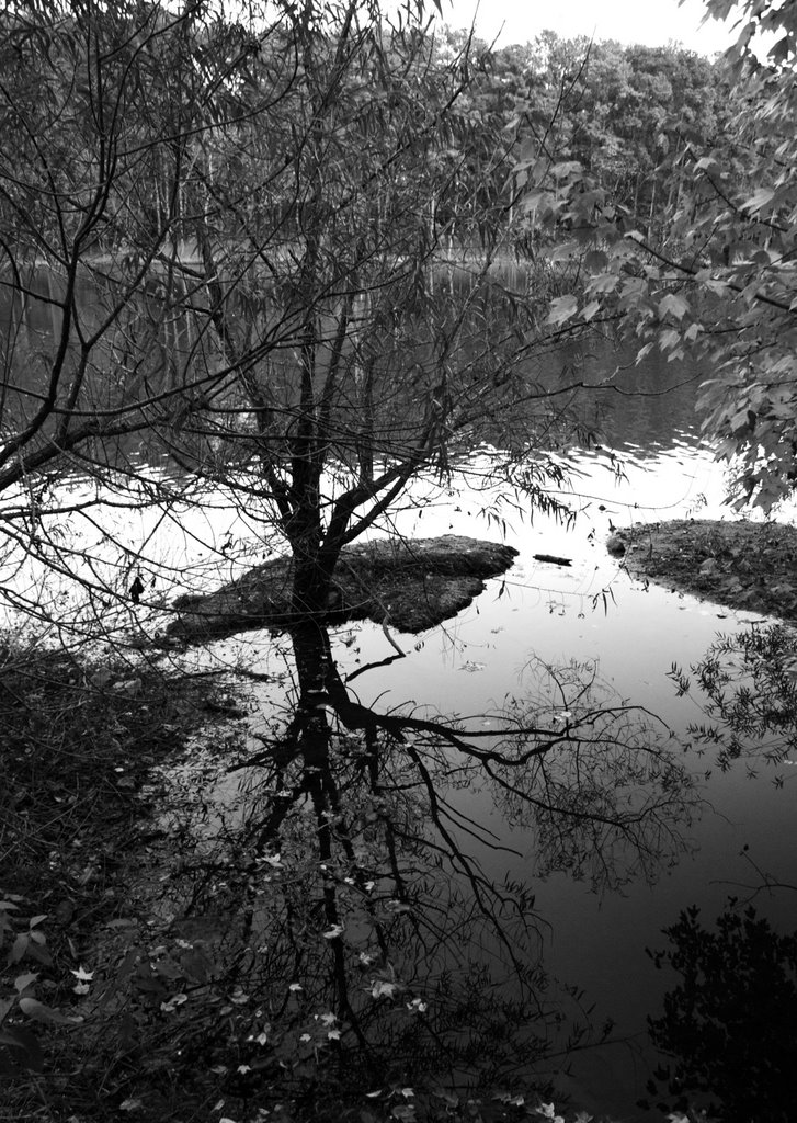 Natures Mirror, Белведер Парк