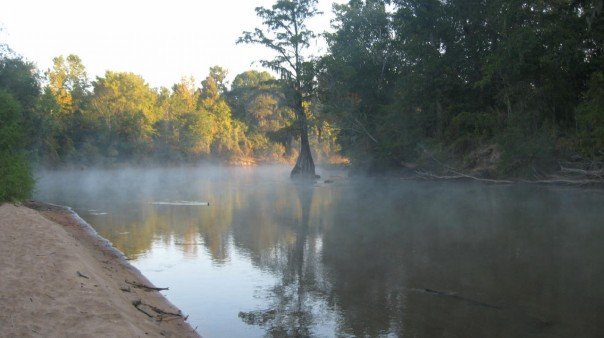 Ocmulgee Cypress in the Morning Mist, Варнер-Робинс