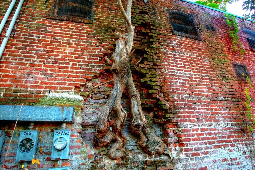 This tree appears to be slowly devouring an old brick building in Atlantas Grant Park neighborhood.  HDR, Грешам Парк
