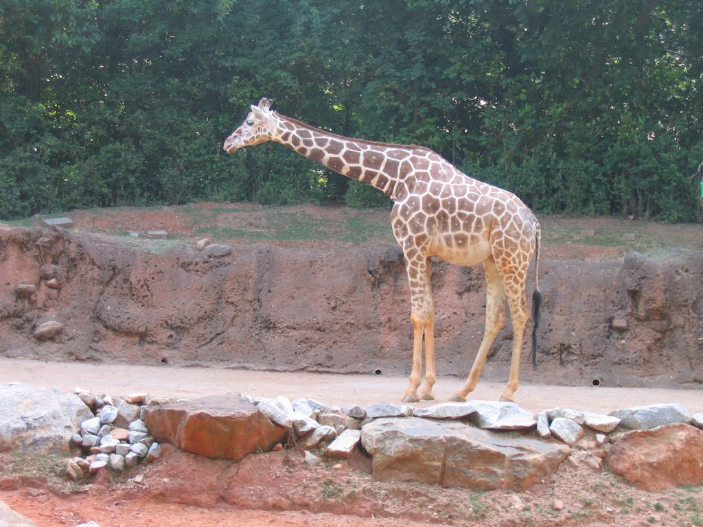 Giraffe, Грешам Парк