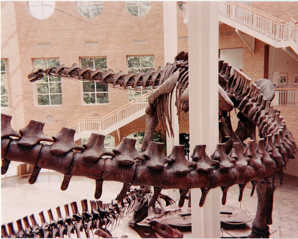 Argentinosaurus & Giganotosaurus Giants of Mesozoic, Грешам Парк