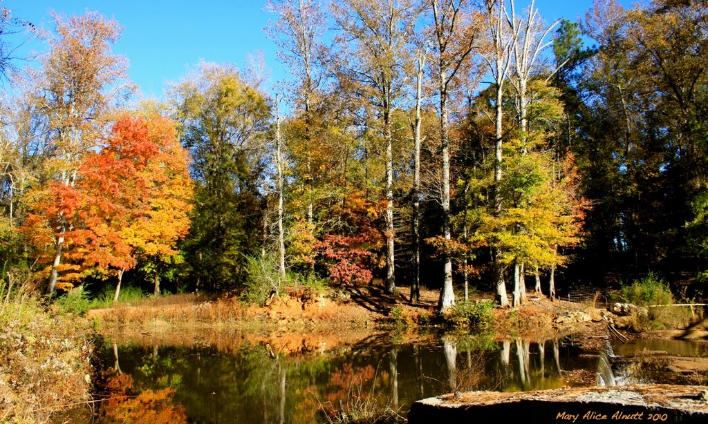 Faithful reflections of Autumn wander along Tobbler Creek., Друид Хиллс
