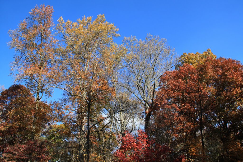 Colorful Trees at Nature Trails, Stone Mountain Park, Georgia, Лукоут Моунтаин
