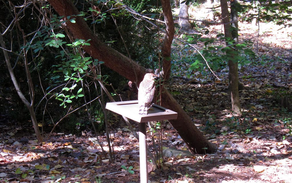 Stone Mountain Park Hawk on Nature Garden Trail, Лукоут Моунтаин