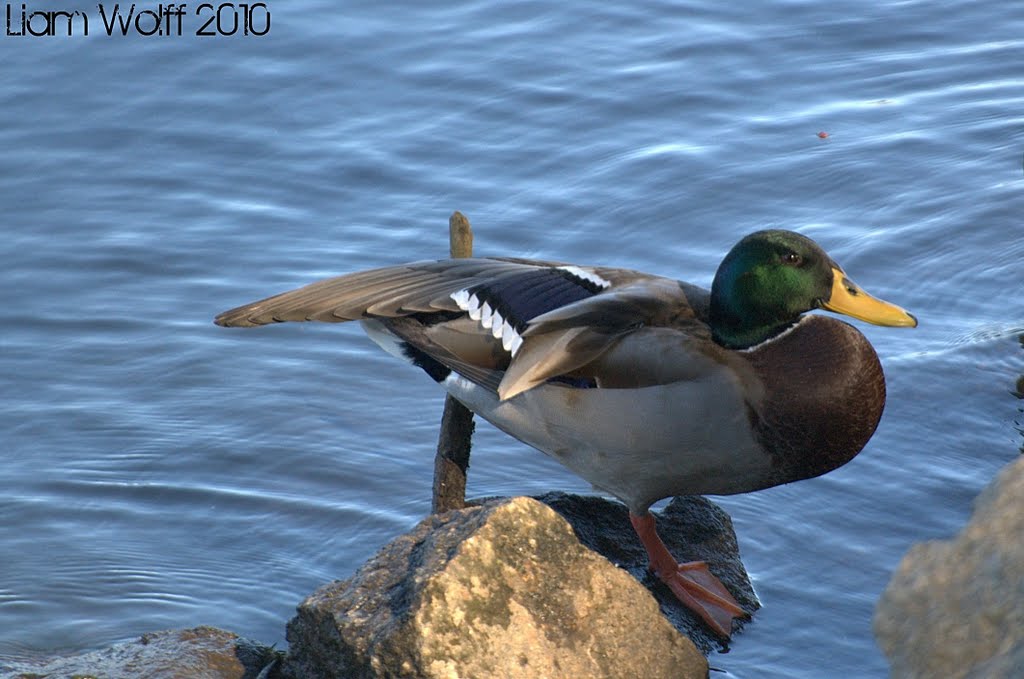 Youre a Quack! (Mallard - Anas platyrhynchos), Огаста
