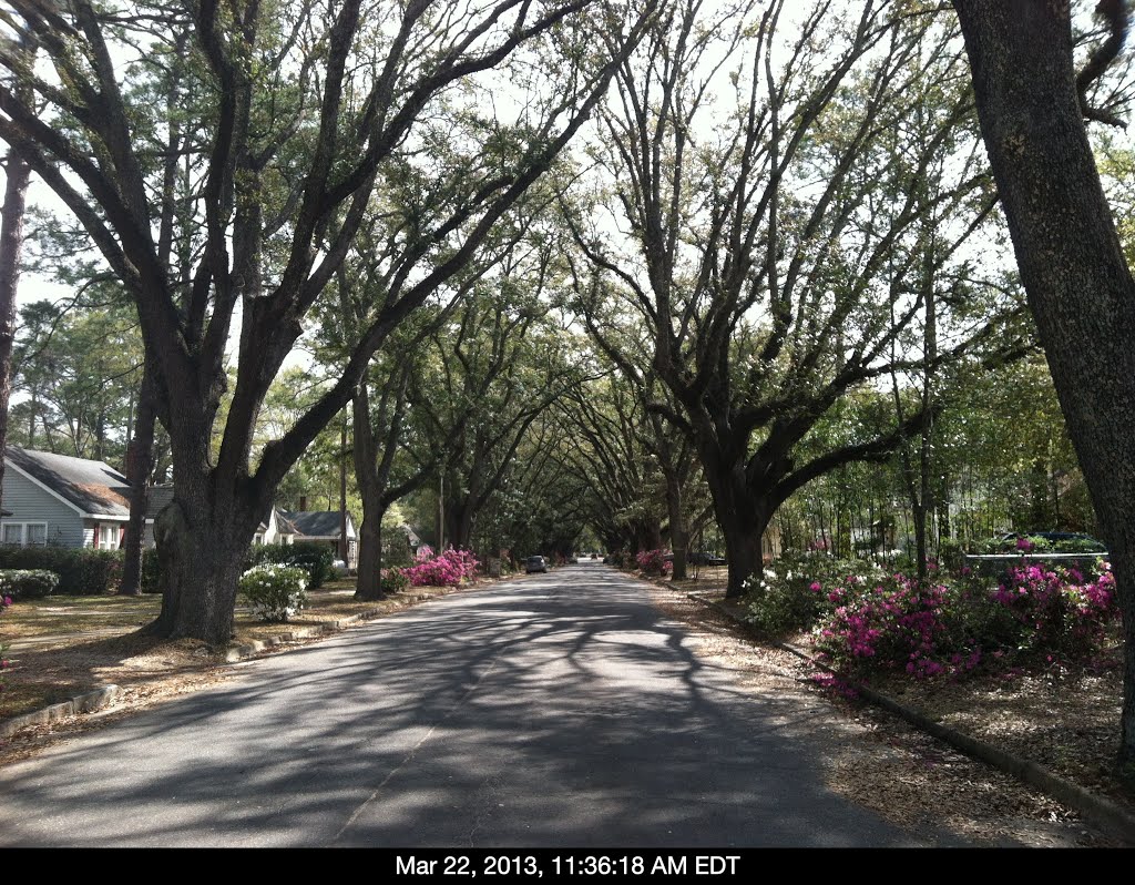 Tree Lined Rosedale Road, Albany, GA, Олбани