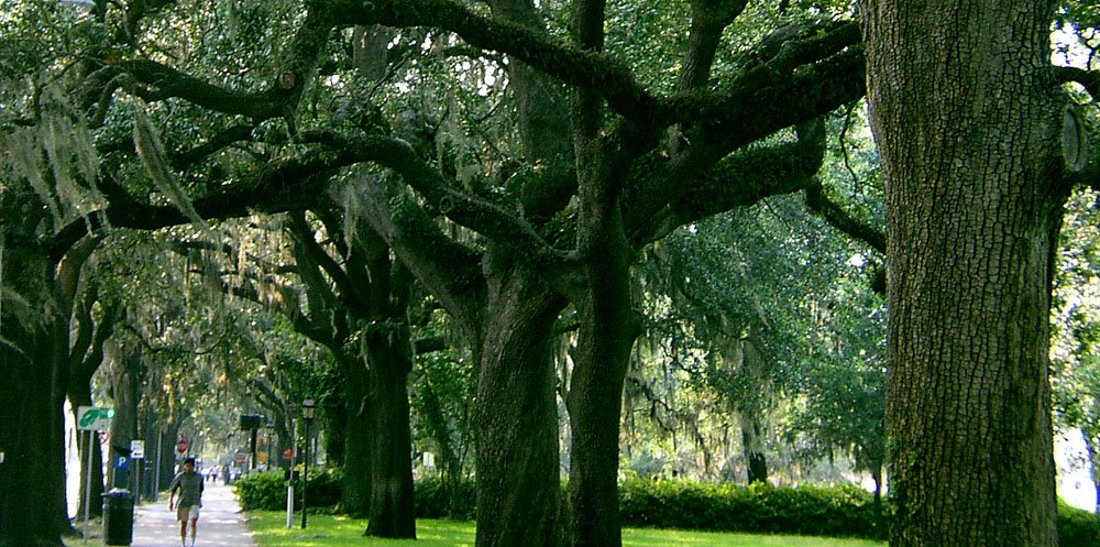 Trees on street, Savannah, GA, Саванна