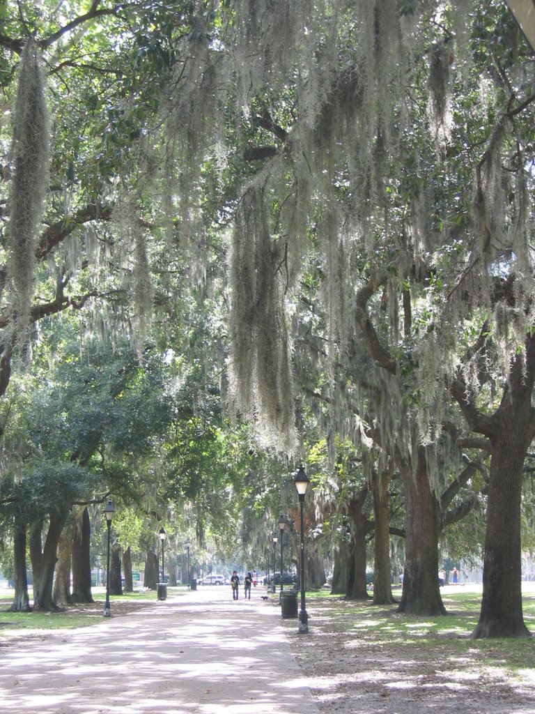 Spanish Moss covered trees, Саванна