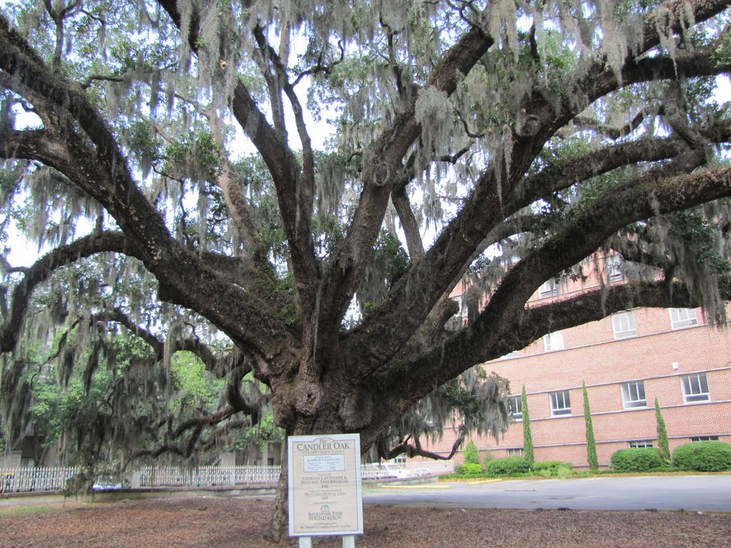 an ancient Oak Tree, Savannah, Georgia, Саванна
