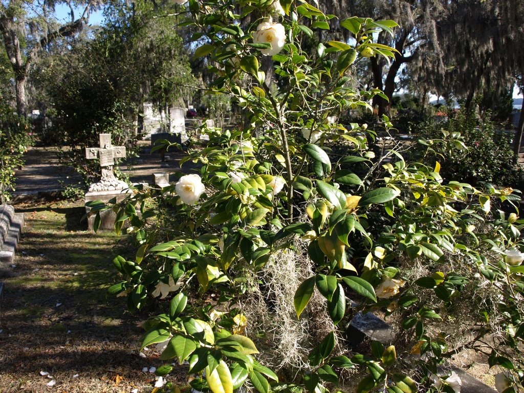 Bonaventure Cemetery in Savannah, Тандерболт