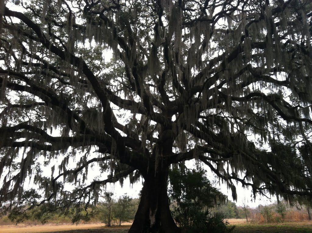 Oak Tree, Тандерболт