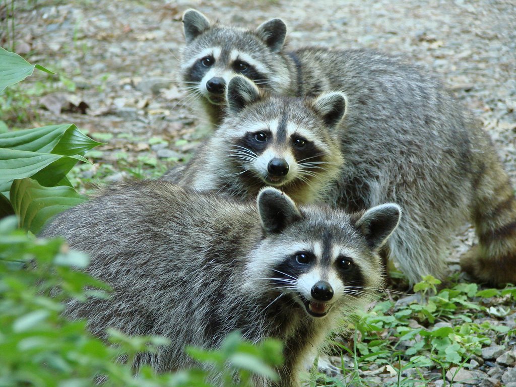 The Three Raccoon On A Hot Afternoon © All Rights Reserved, Франклин