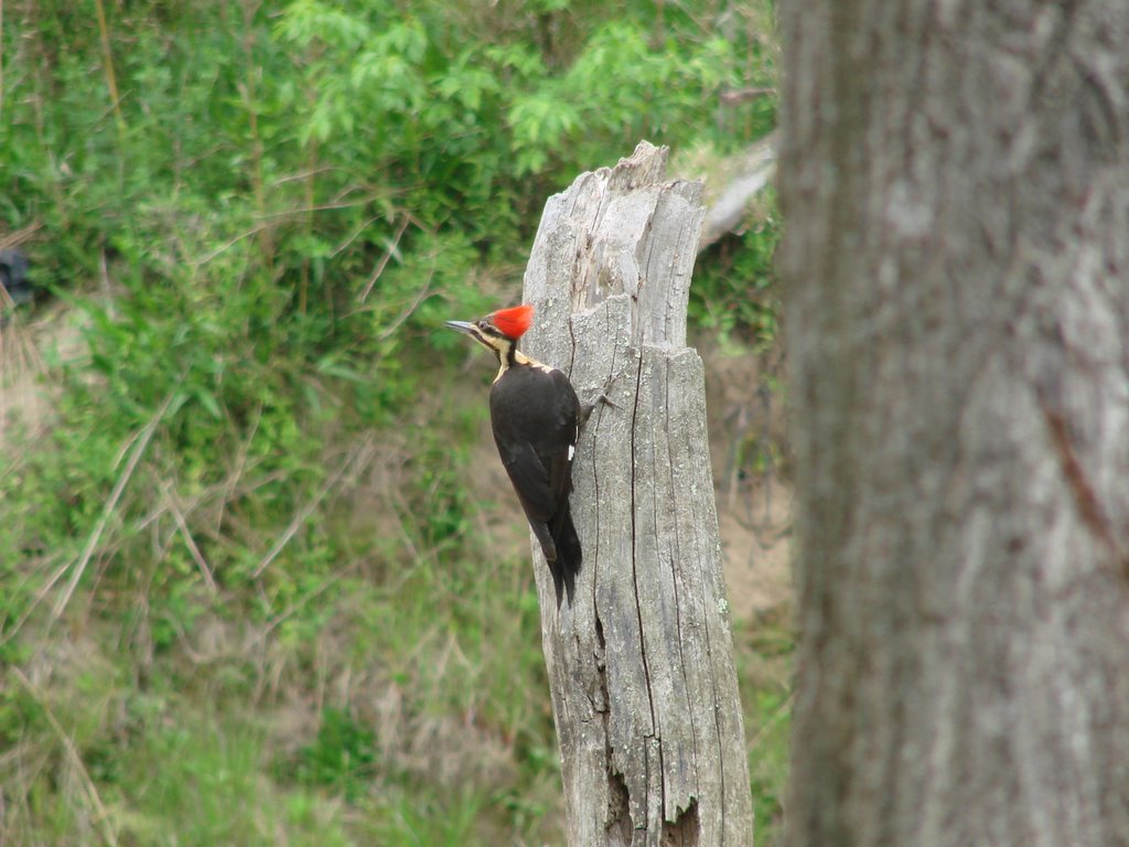 Pileated Woodpecker by Little Tennessee River © All Rights Reserved, Франклин