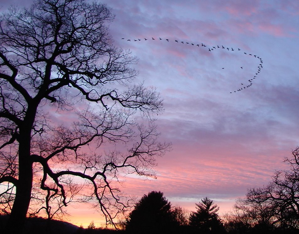 fifty-five Canada Geese in V formation fly by filigree trees in Franklin ... © All Rights Reserved, Франклин