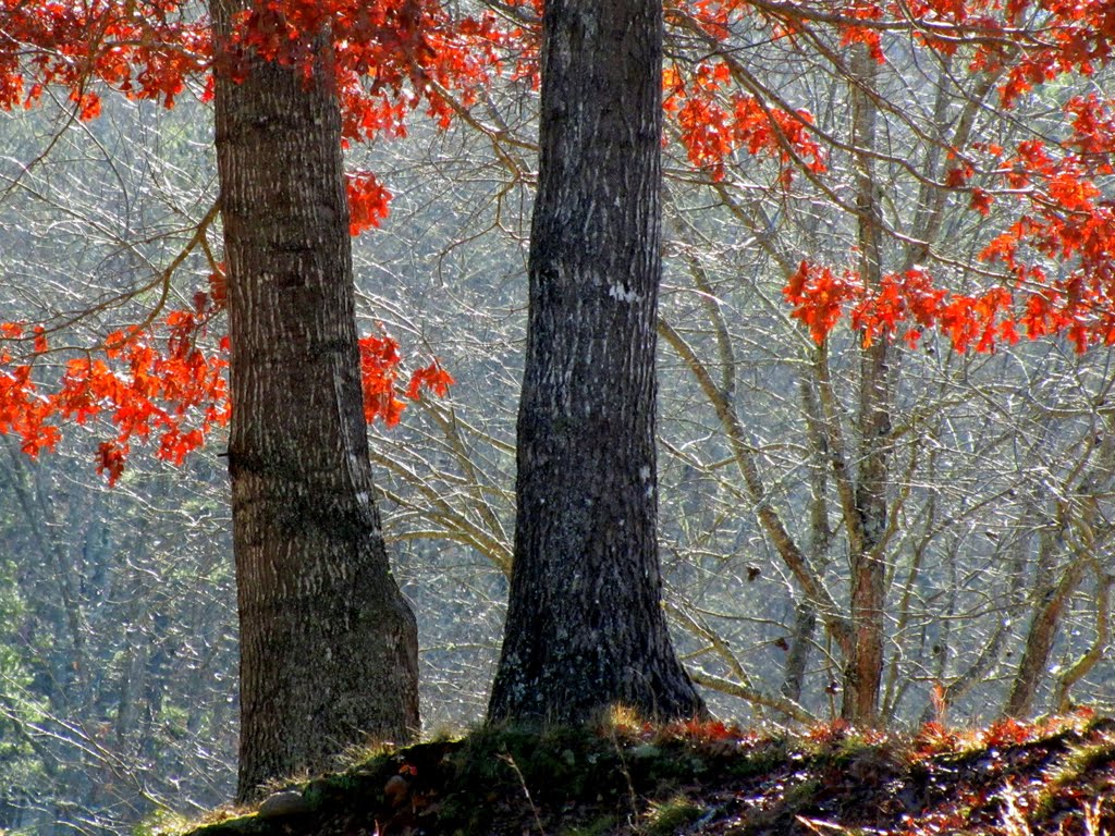 November Oak (i), Франклин