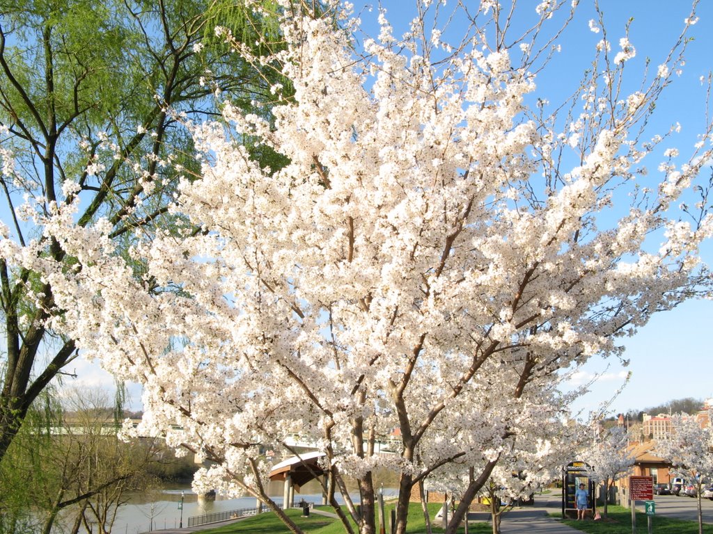 Sakura on the Morgantown River trail, Моргантаун