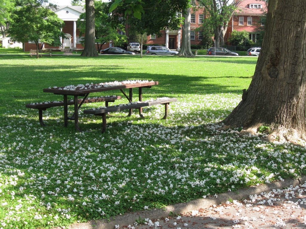 Catalpa Blossoms w/Squirrel, Хунтингтон