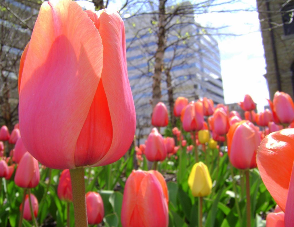 Courthouse Tulips in the Sun, Чарльстон