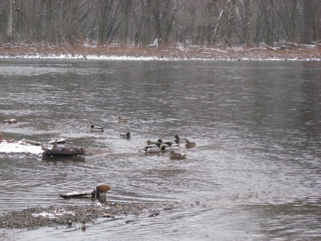 Ducks in Fox River, Аурора