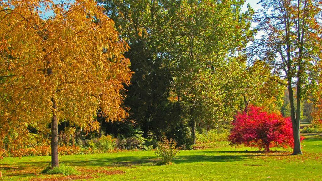 Autumn Foliage, Аурора