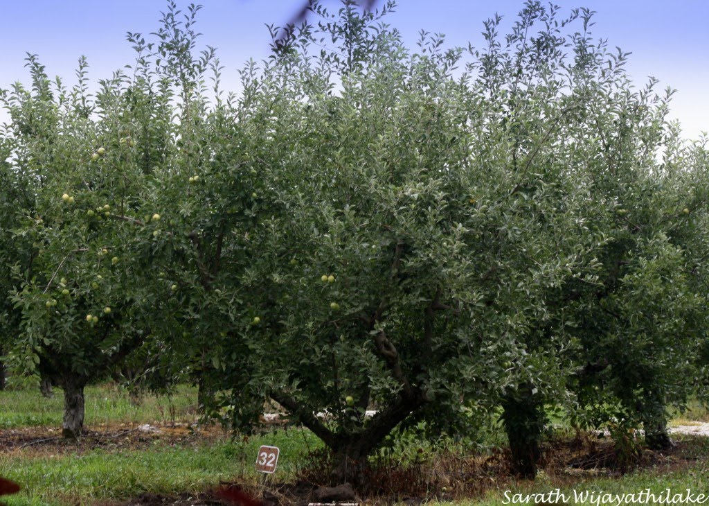 Curtis Orchard,Apple trees. Champaign IL, USA, Бондвилл