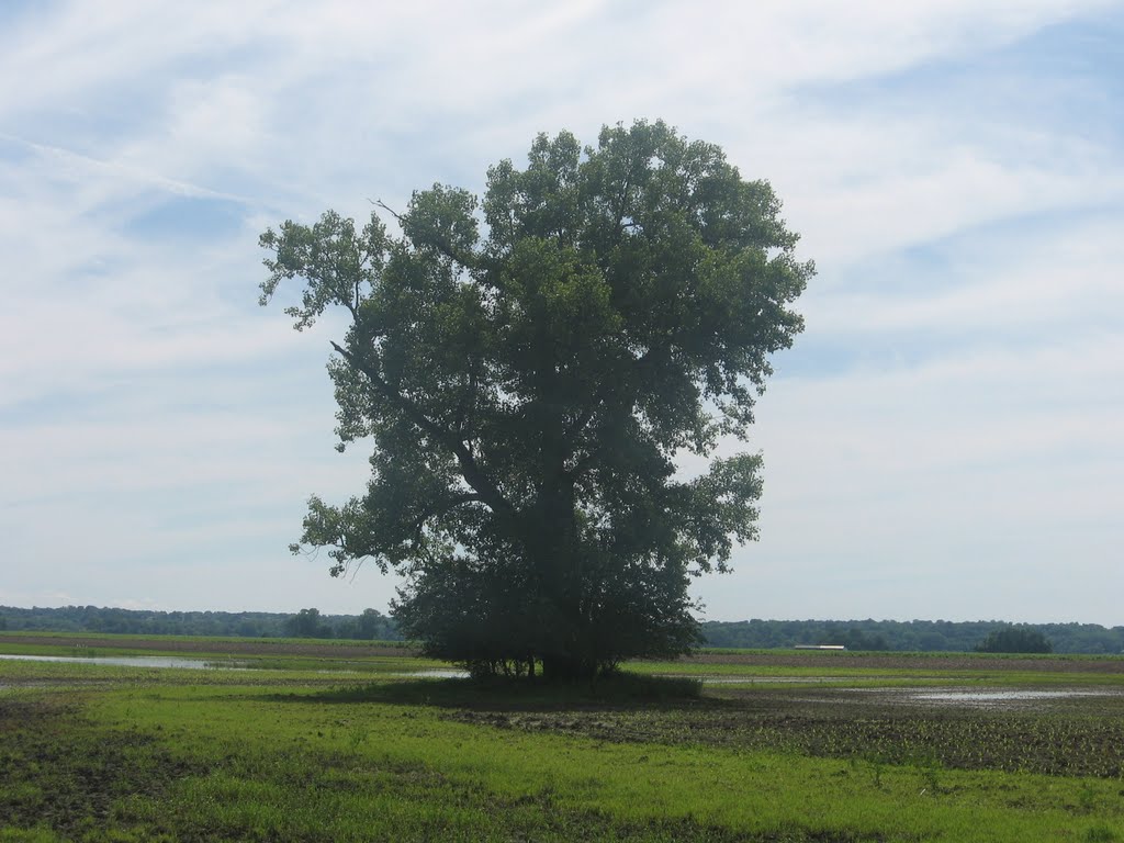 Lonely Tree, Вуд Ривер
