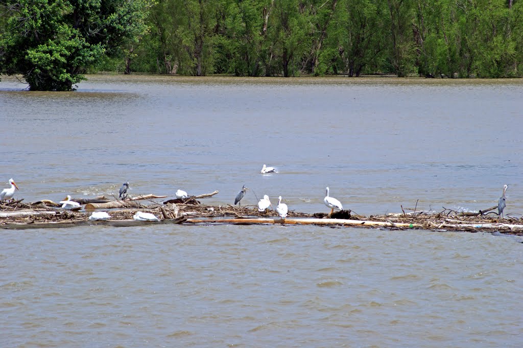 Pelicans, Great Blue Herons, Gulls And Other Water Fowl Hang Out Together Stuffing Themselves With Fish. 5/18/2010., Вуд Ривер