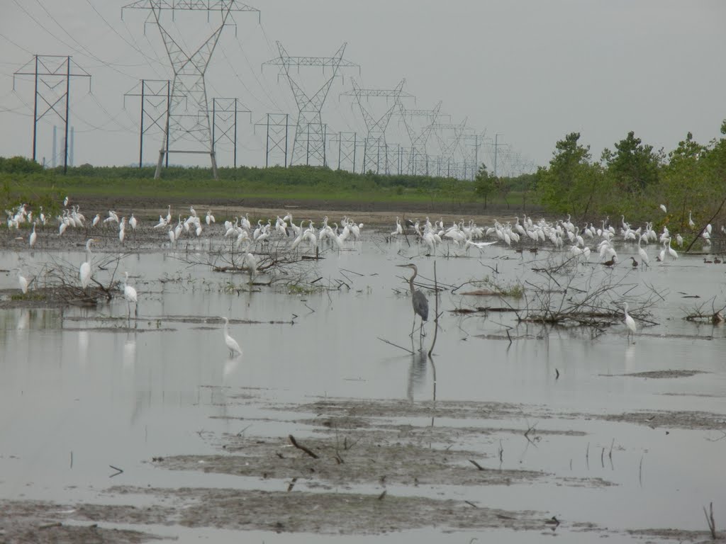 Egrets and Heron at Columbia Bottoms near Confluence, Вуд Ривер