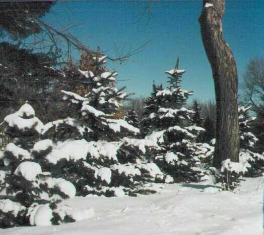Winter scence in front yard, Даунерс-Гров