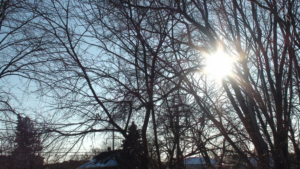 Backyard sunshine, Дес-Плайнс