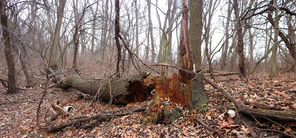 Downed Tree near Big Bend Lake, Дес-Плайнс