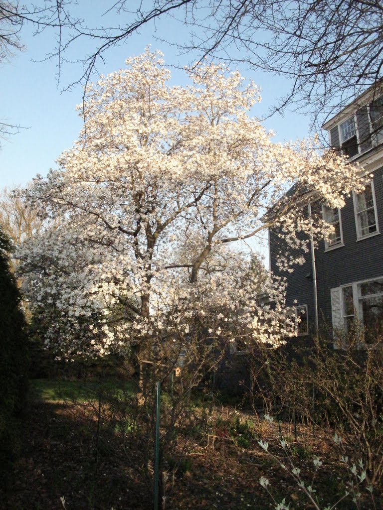 Evanston IL grand magnolia tree, Еванстон